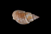 藏品(金絲織紋螺)的圖片